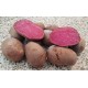 Картофель семенной розовый Маджестик Ред, супер-элита, 10 шт.