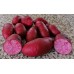 Картофель семенной Амароса, первое полевое поколение, 10 шт.