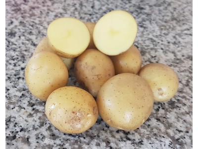 Картофель семенной Одиссей, первое полевое поколение, 10 шт.